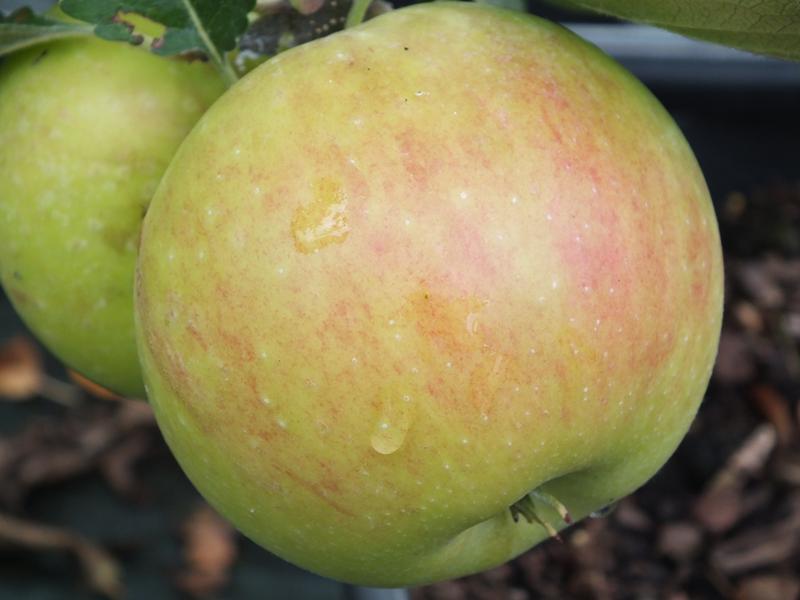 Malus domestica 'James Grieve' AGM-0