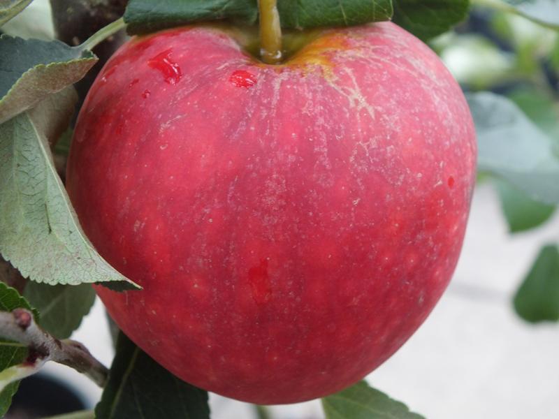 Malus domestica 'Katy' (syn. 'Kaja')-0