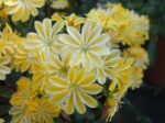 Lewisias