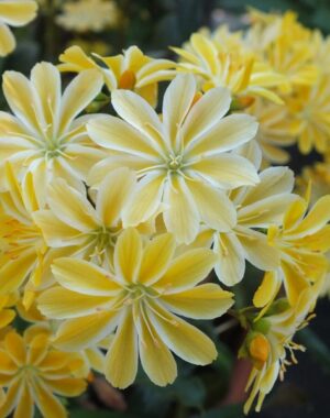 Lewisias