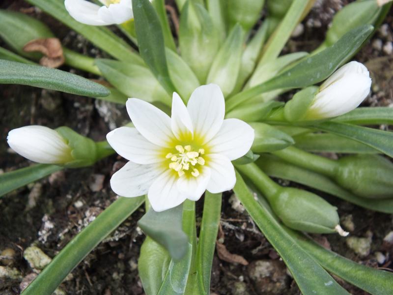 Lewisia nevadensis-0