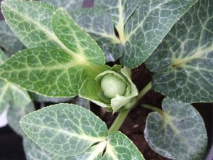 Helleborus lividus-0