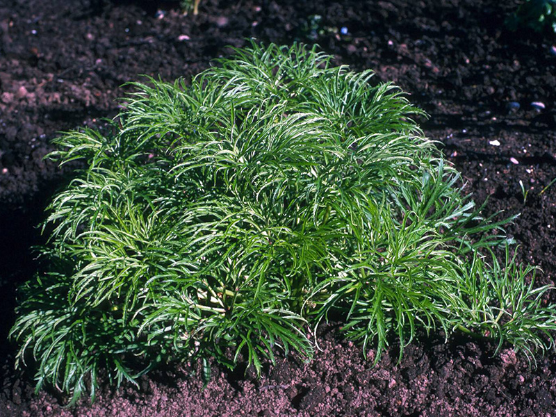 Helleborus multifidus subsp. multifidus-1800