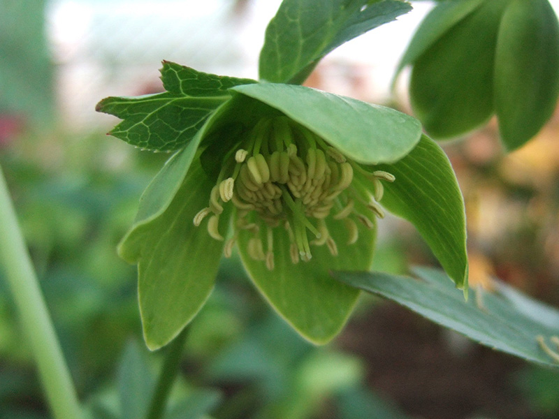Helleborus multifidus subsp. istriacus-1801