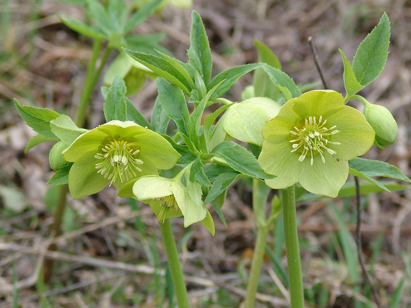 Helleborus odorus-1794