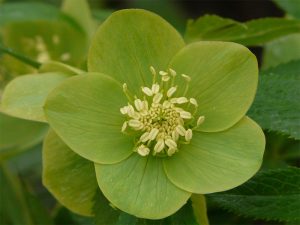 Helleborus odorus-0