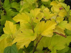 Physocarpus opulifolius 'Angel's Gold'-0