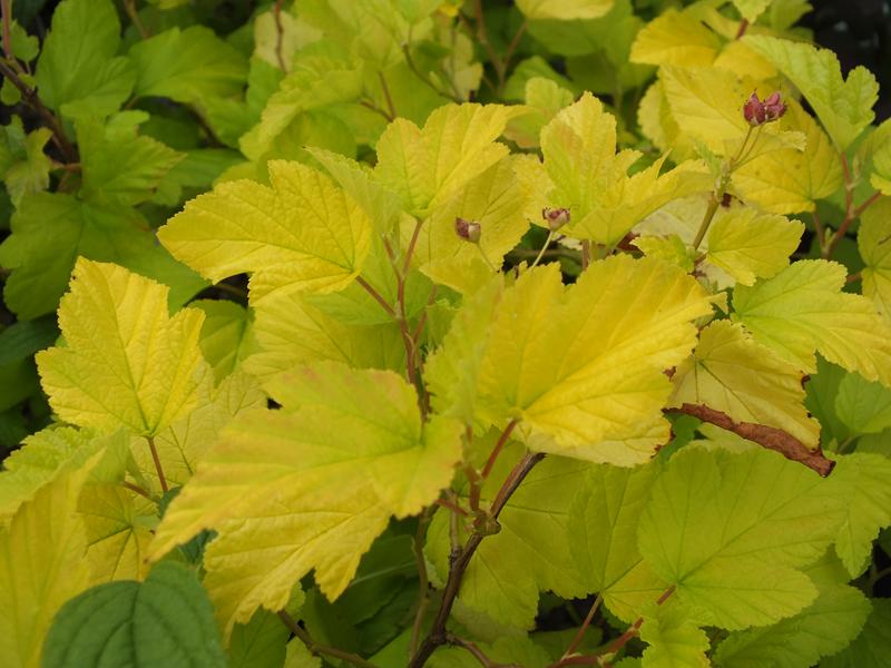 Physocarpus opulifolius 'Angel's Gold'-0