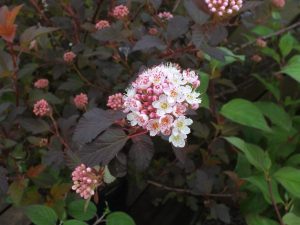 Physocarpus opulifolius Diable D'Or = 'Mindia' (PBR)-0