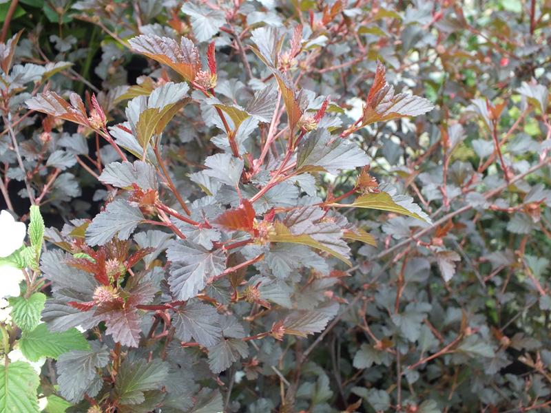 Physocarpus opulifolius 'Summer Wine'-4449