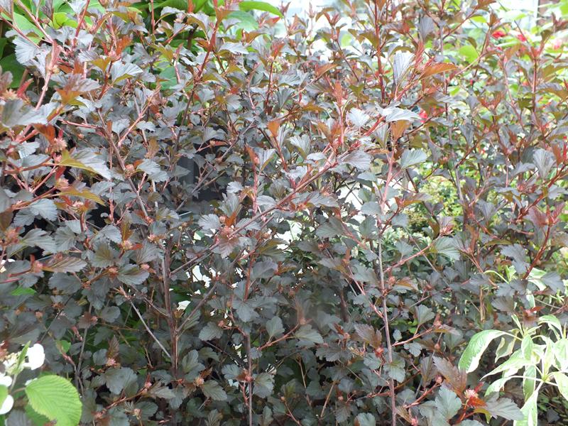 Physocarpus opulifolius 'Summer Wine'-4448