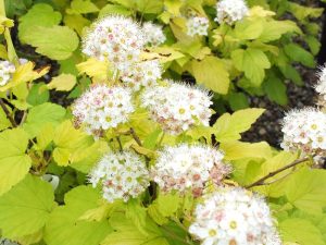 Physocarpus opulifolius 'Dart's Gold'-0