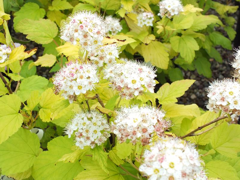 Physocarpus opulifolius 'Dart's Gold'-0