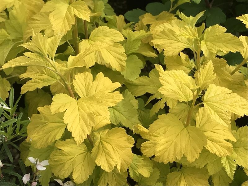 Physocarpus opulifolius 'Dart's Gold'-16053