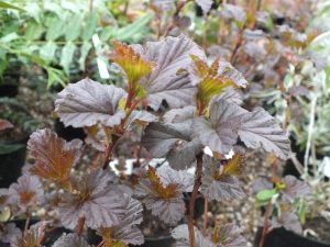 Physocarpus opulifolius 'Diabolo'-0