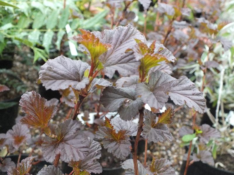 Physocarpus opulifolius 'Diabolo'-0