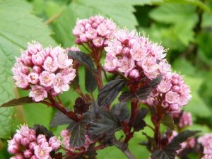 Physocarpus opulifolius 'Little Devil'-0