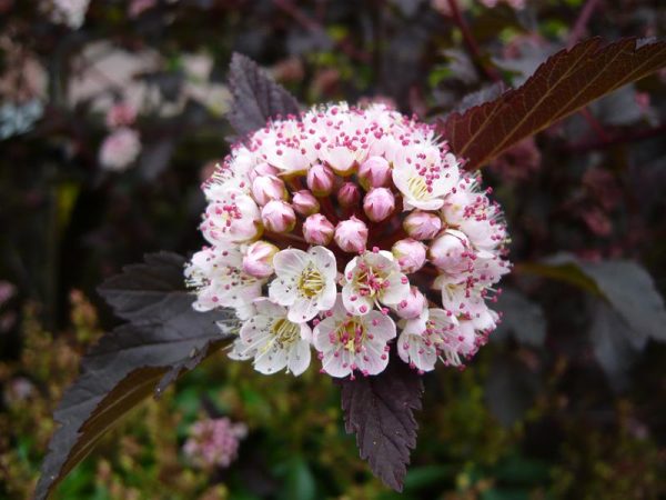 Physocarpus opulifolius 'Summer Wine'-0