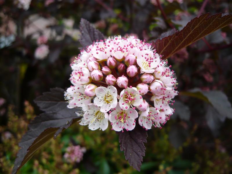 Physocarpus opulifolius 'Summer Wine'-0