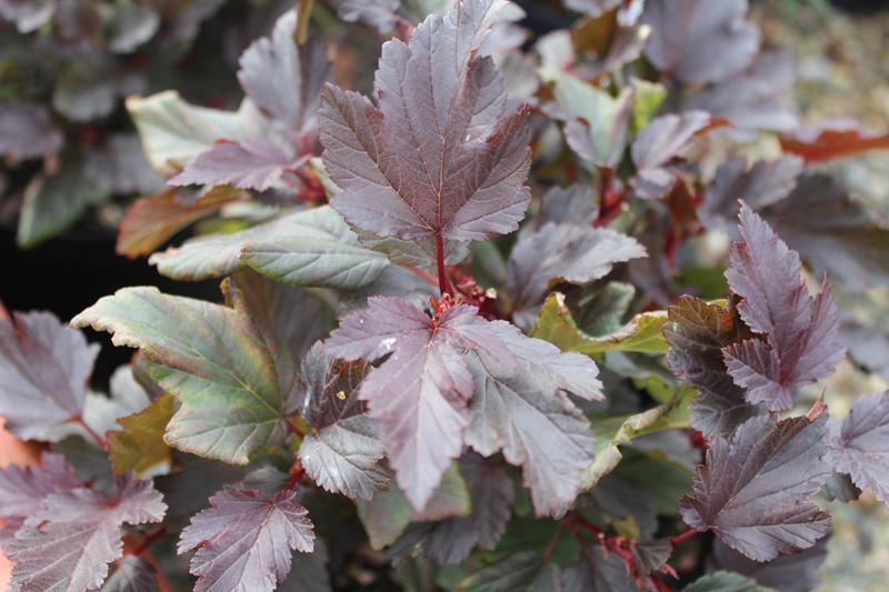 Physocarpus opulifolius 'Summer Wine'-7489