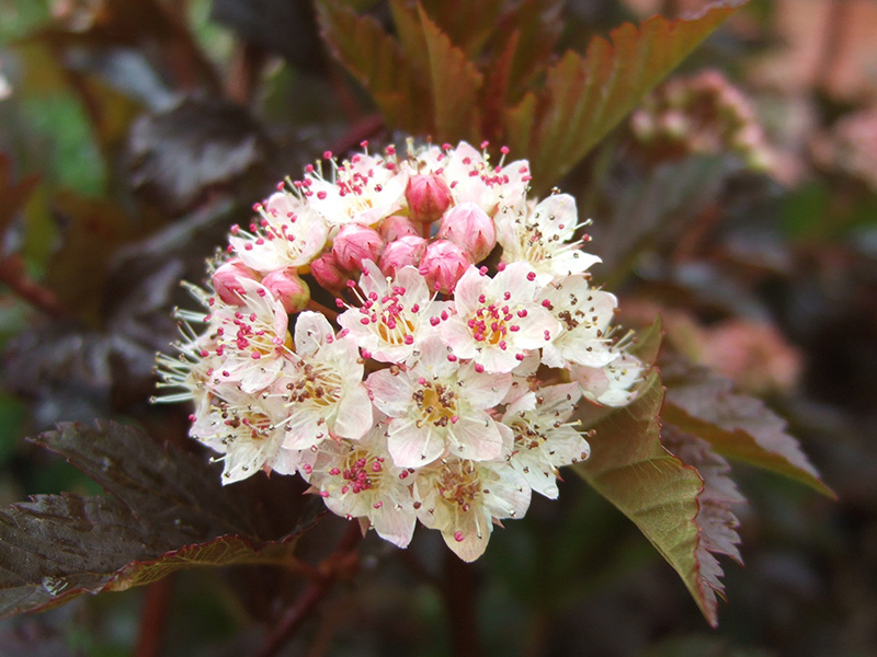 Physocarpus opulifolius 'Summer Wine'-2040