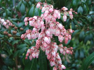 Pieris japonica 'Blush'-0