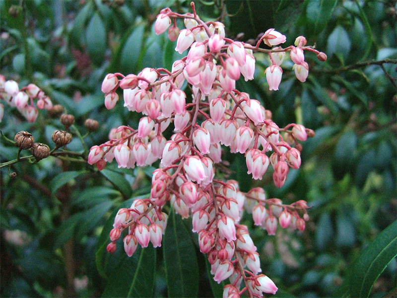 Pieris japonica 'Blush'-0