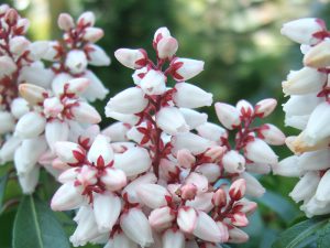 Pieris japonica 'Bonfire'-0