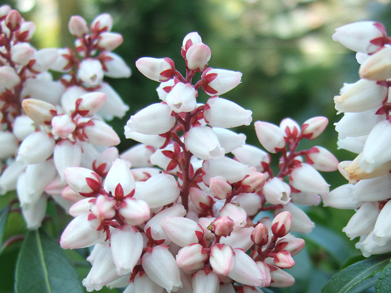 Pieris japonica 'Bonfire'-0