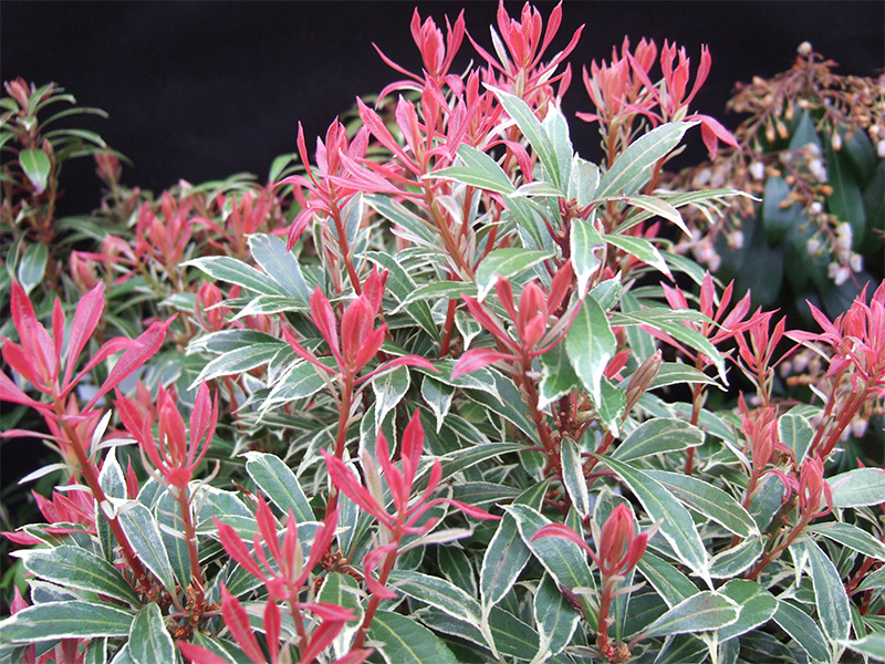 Pieris japonica 'Carnaval'-0