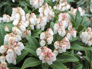 Pieris japonica 'Cupido'-0