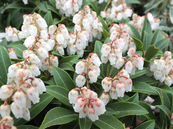 Pieris japonica 'Cupido'-0