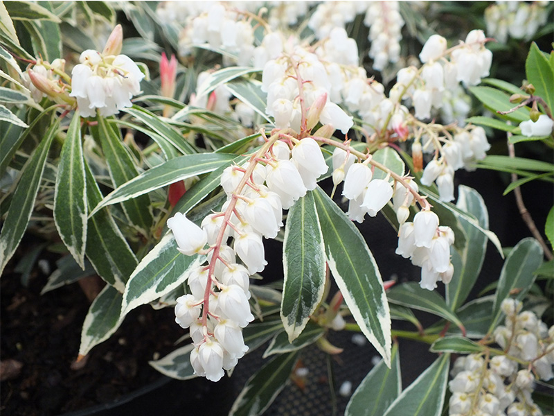Pieris japonica 'Flaming Silver'-3566