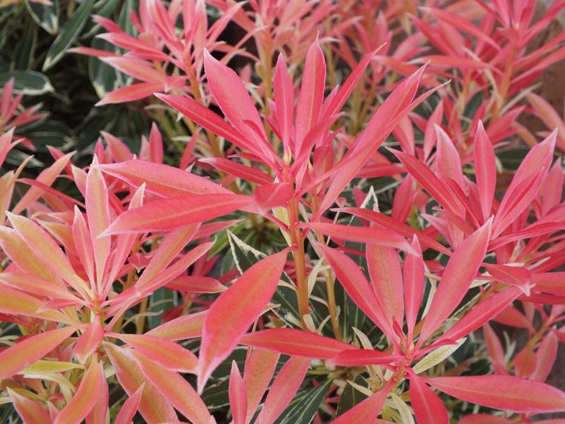 Pieris japonica 'Flaming Silver'-0