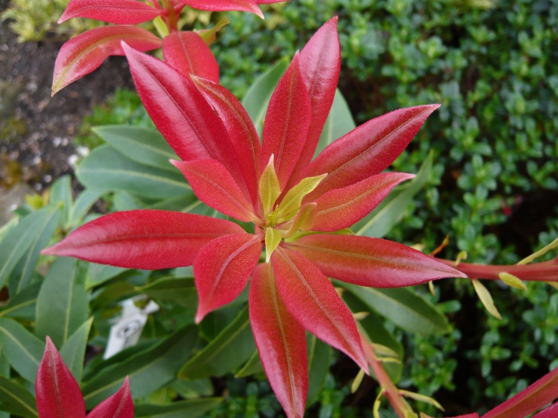 Pieris formosa 'Wakehurst'-3524