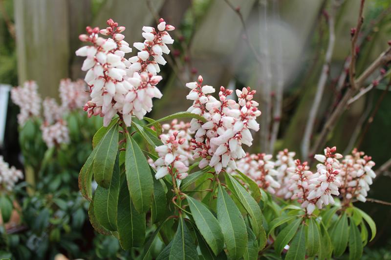Pieris japonica 'Bonfire'-8781