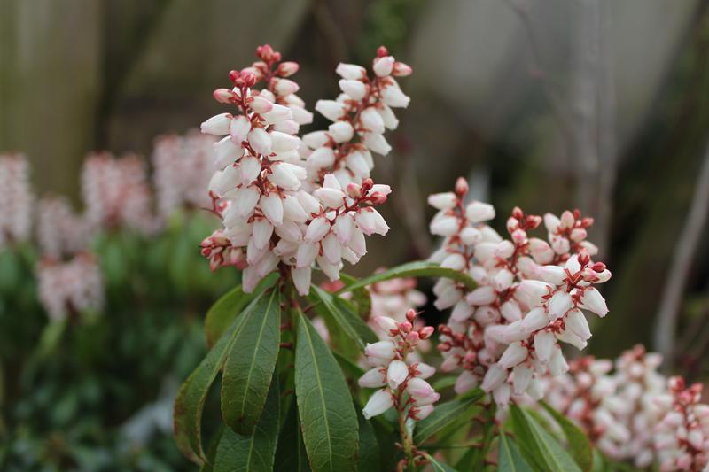 Pieris japonica 'Bonfire'-8782