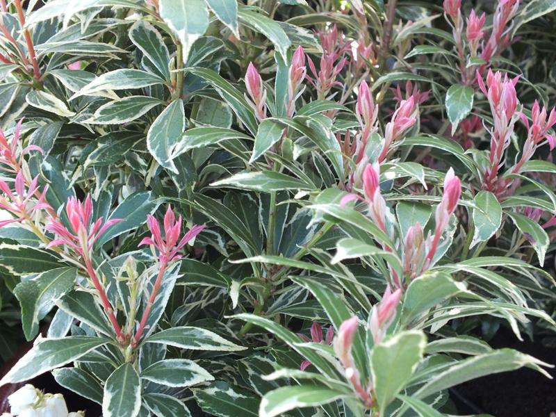 Pieris japonica 'Carnaval'-3969