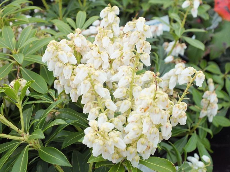 Pieris japonica 'Debutante'-2038