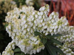 Pieris japonica 'Debutante'-0