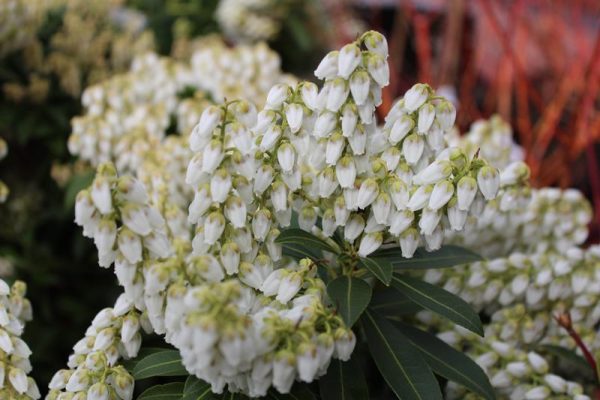 Pieris japonica 'Debutante'-0