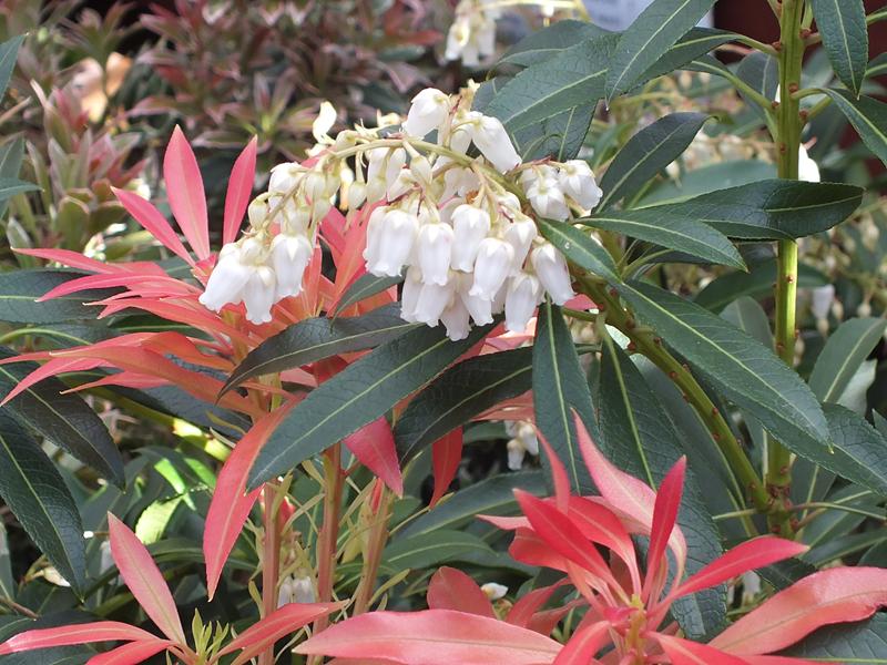 Pieris japonica 'Forest Flame'-0