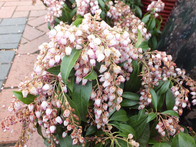 Pieris japonica 'Katsura'-2035