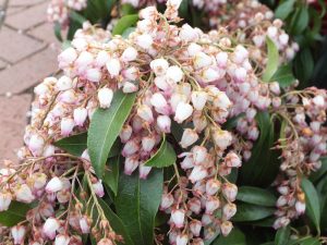 Pieris japonica 'Katsura'-0