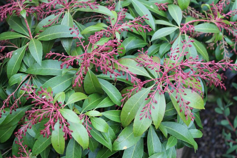 Pieris japonica 'Katsura'-7490