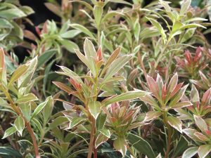 Pieris japonica 'Little Heath '5L-0