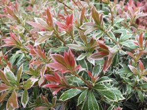 Pieris japonica 'Little Heath Green'-0