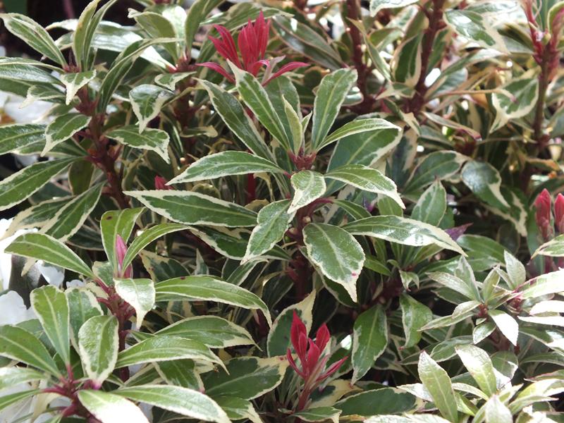 Pieris japonica 'Little Heath '5L-3971