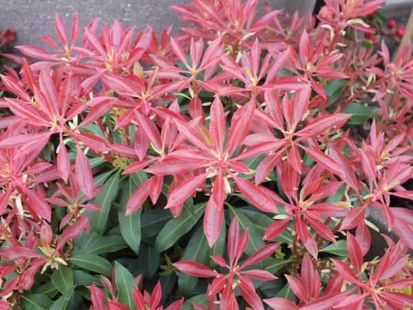 Pieris japonica 'Mountain Fire'-0