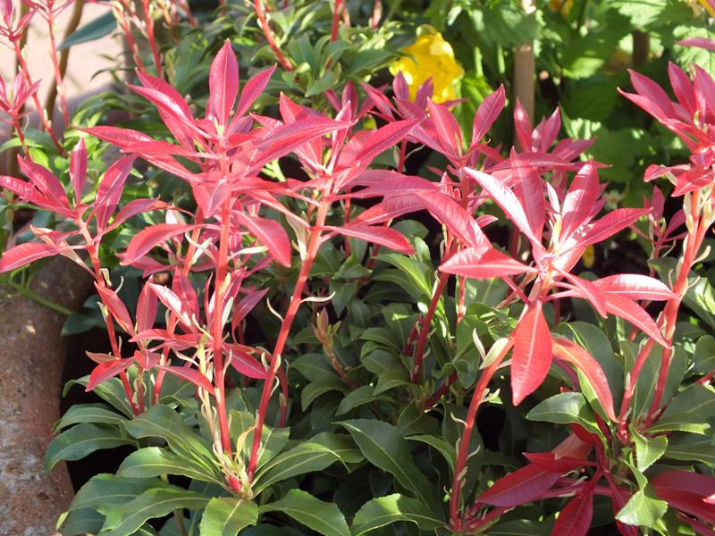 Pieris japonica 'Mountain Fire'-3972